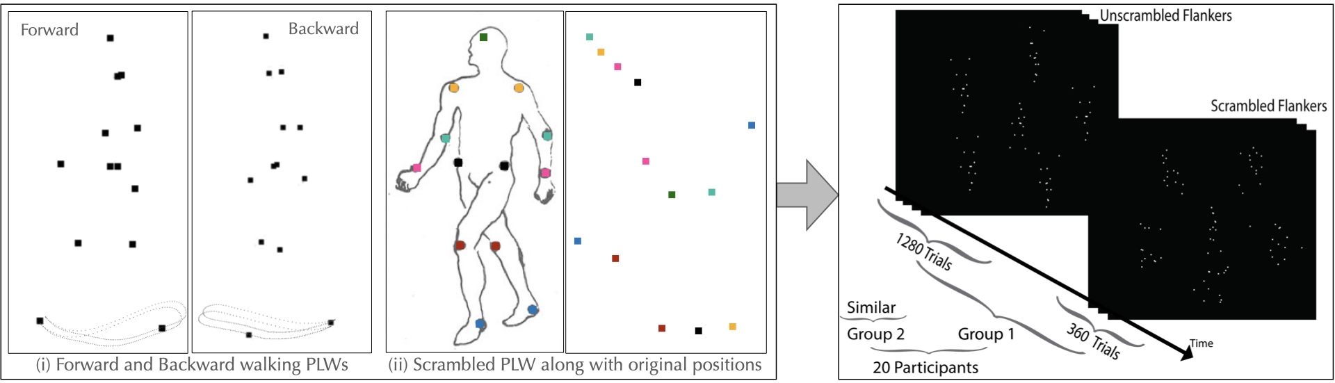 Study overview showing example human walking action and corresponding point light display presented to human participants
