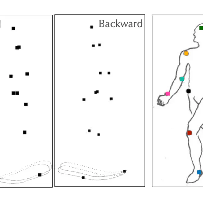 Biological Motion Perception